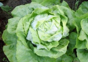 Kopfsalat im Garten