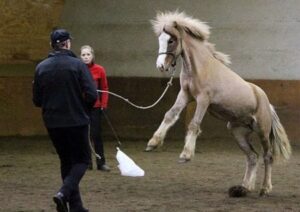 steigendes Pferd