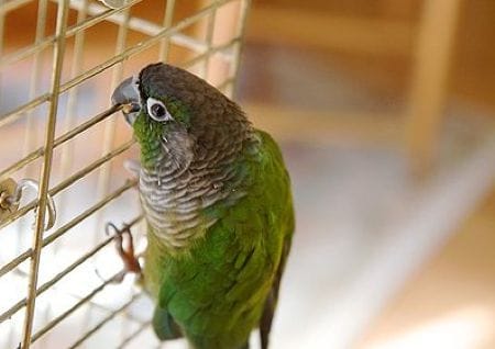 Birdcage