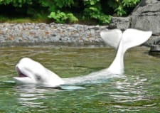 White whale in Canada
