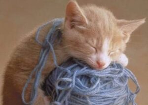 Katze mit Wollknäuel