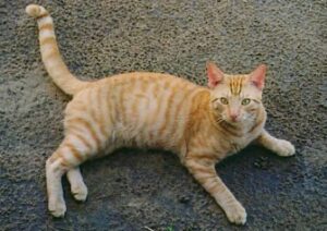 Katze liegt auf dem Boden, Foto: lizenzfrei