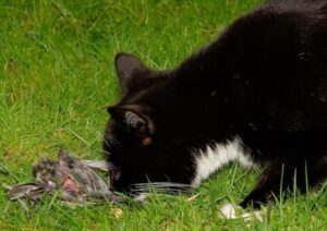 Katze frisst einen Vogel