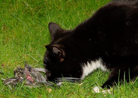 Katze frisst einen Vogel