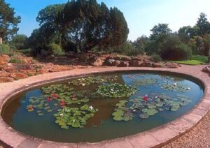 Fischteich als Nistort für Mückenlarven