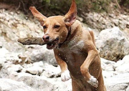 Healthy dogs