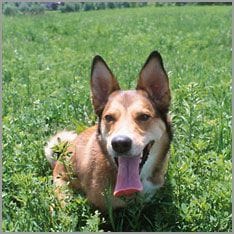 Un perro felice en un campo