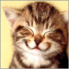 Un gato que sonrie