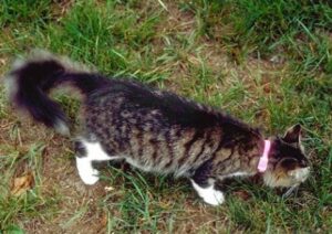 Katze im Garten