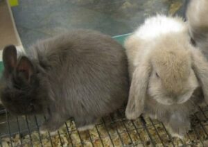 Kaninchen