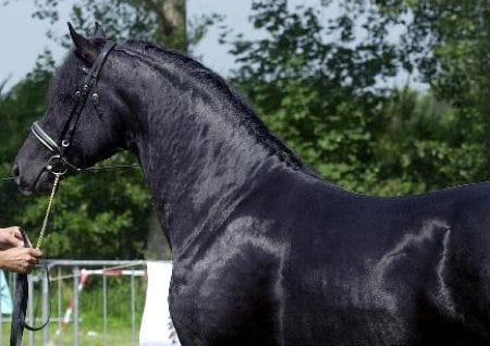 Gesundes Pferd