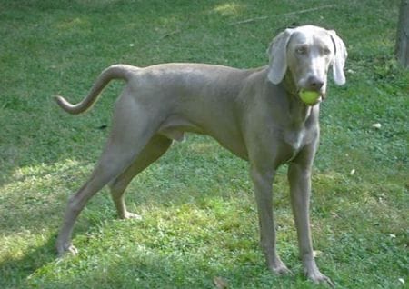 Hunde und Verhaltensstörungen