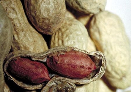 Erdnüsse als Snack
