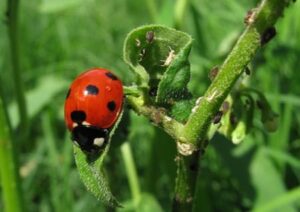 Marienkäfer im Gras