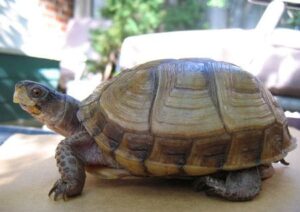 Schildkröte