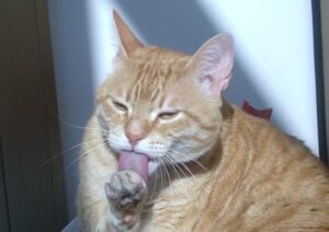 Katze leckt sich