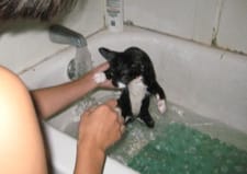 Katze wird gebadet