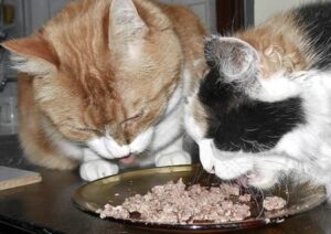Katzen fressen