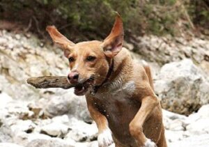 Gesundheit des Hundes