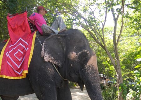 Elephant riding