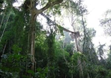 Flight of the Gibbon