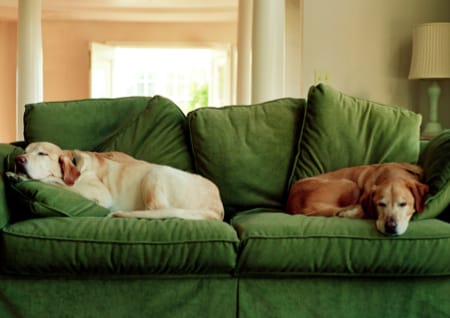 Dog bruise on carpet