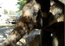 Pattaya Elephant Village
