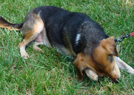 Flohbefall Hund
