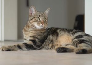 Katzen und Hunde Gesundheit