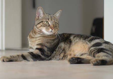 Katzen und Hunde Gesundheit