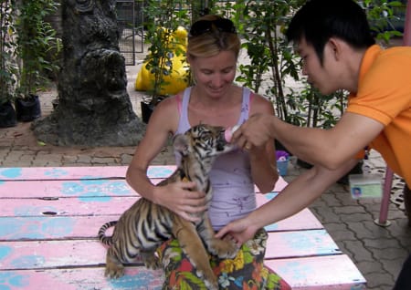 Nong Nooch tiger cub