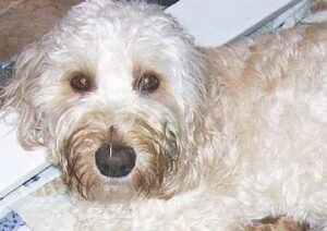 hypoallergenic dog, labradoodle