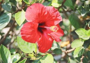 Hibiskuspflanze