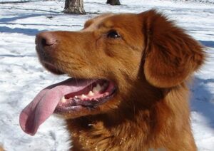 Hund