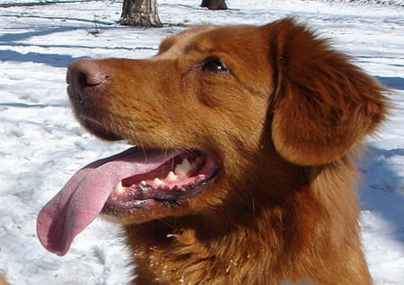 Hund