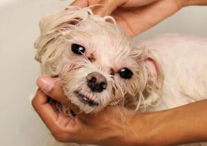 Homemade dog shampoo