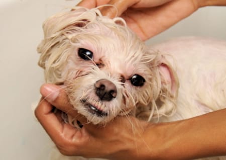 Homemade dog shampoo