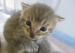 Cat child