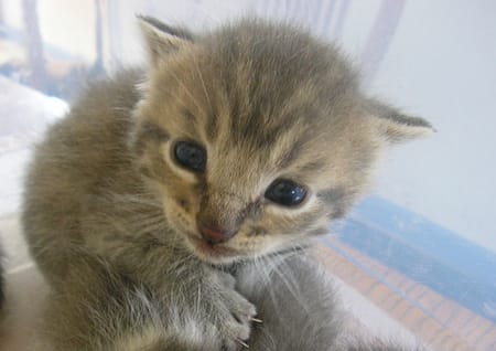 Cat child