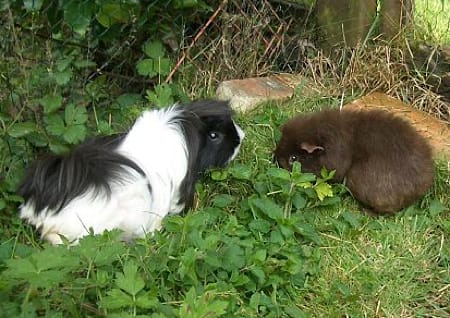 Meerschweinchen Meerschweinchen