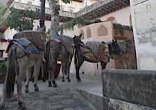 Neemrana donkey