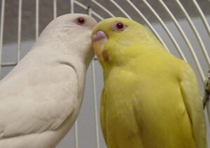Budgerigar breeding behaviour