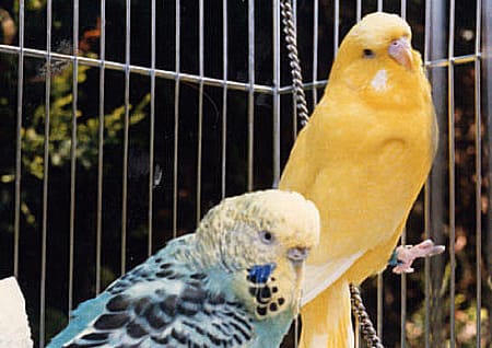Budgie colours