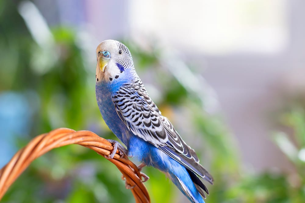 Budgerigars breed