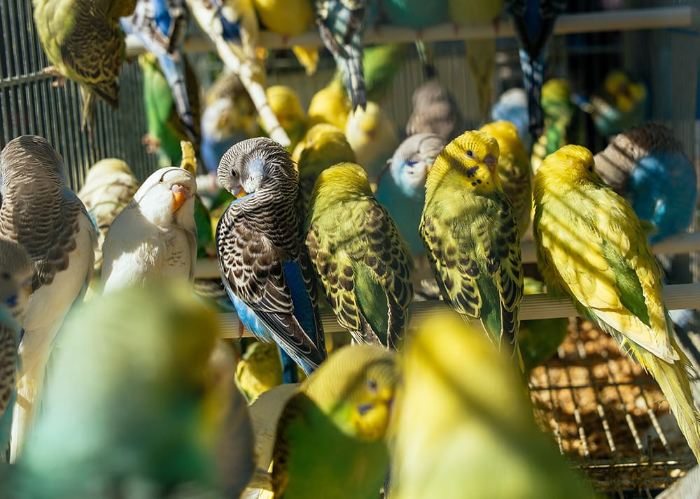 Budgerigars breed