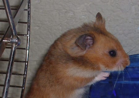 Hamster