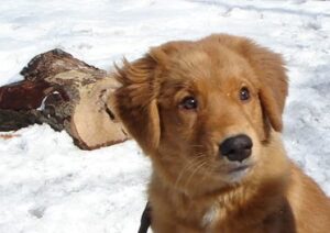 Wie alt ist mein Hund wirklich
