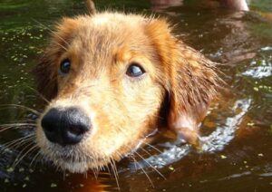 zufriedener Hund