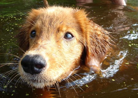 zufriedener Hund