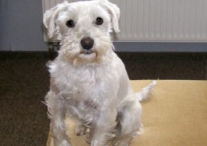 Hundetraining